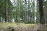 Деревья на участке для строительства базы отдыха - преимущественно хвойных пород